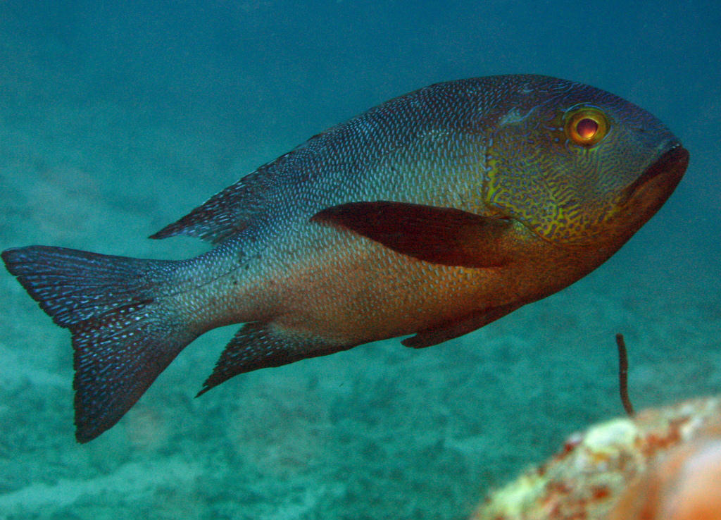 Macolor macularis (Azzannatore scuro)